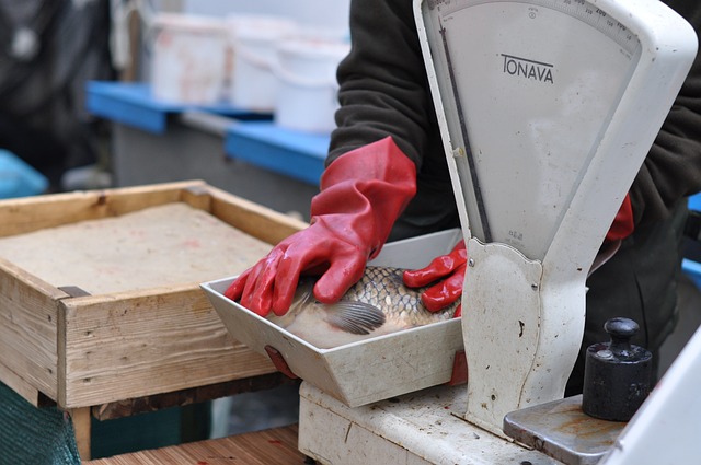 jak připravit kapra